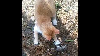 Cat captured a rat