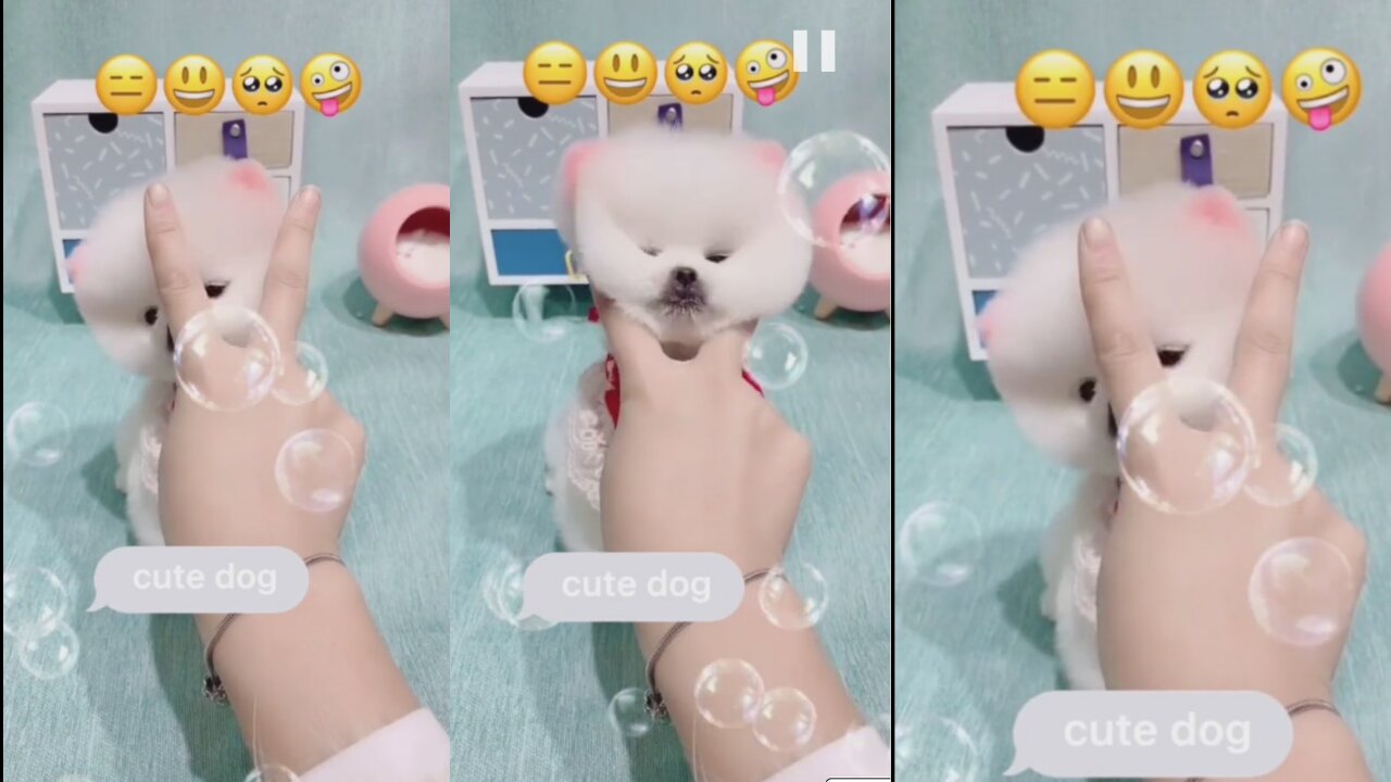 Why cute dog Just Won't Go Away