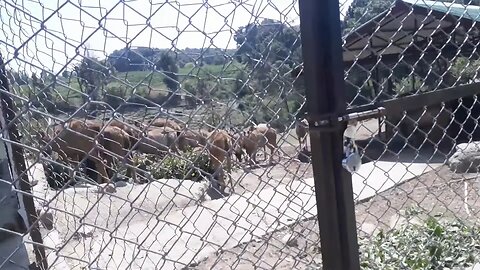 Dhauladhar zoo, Himachal pradesh