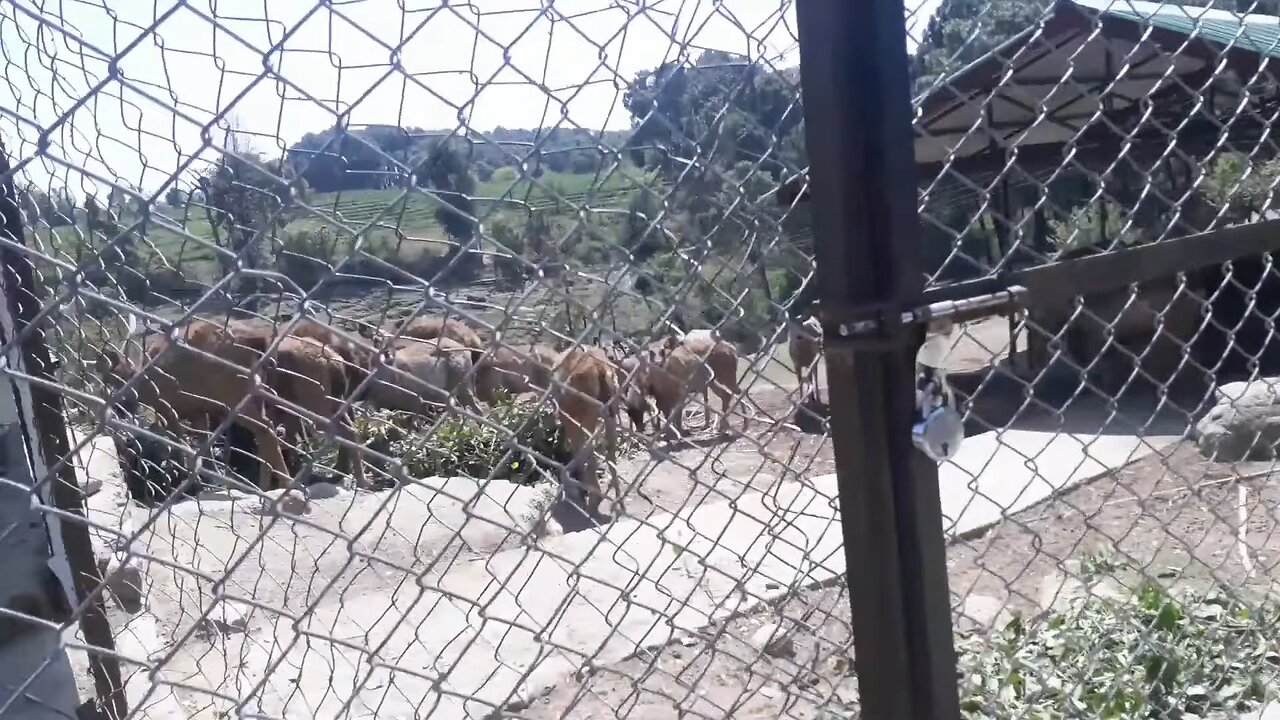 Dhauladhar zoo, Himachal pradesh