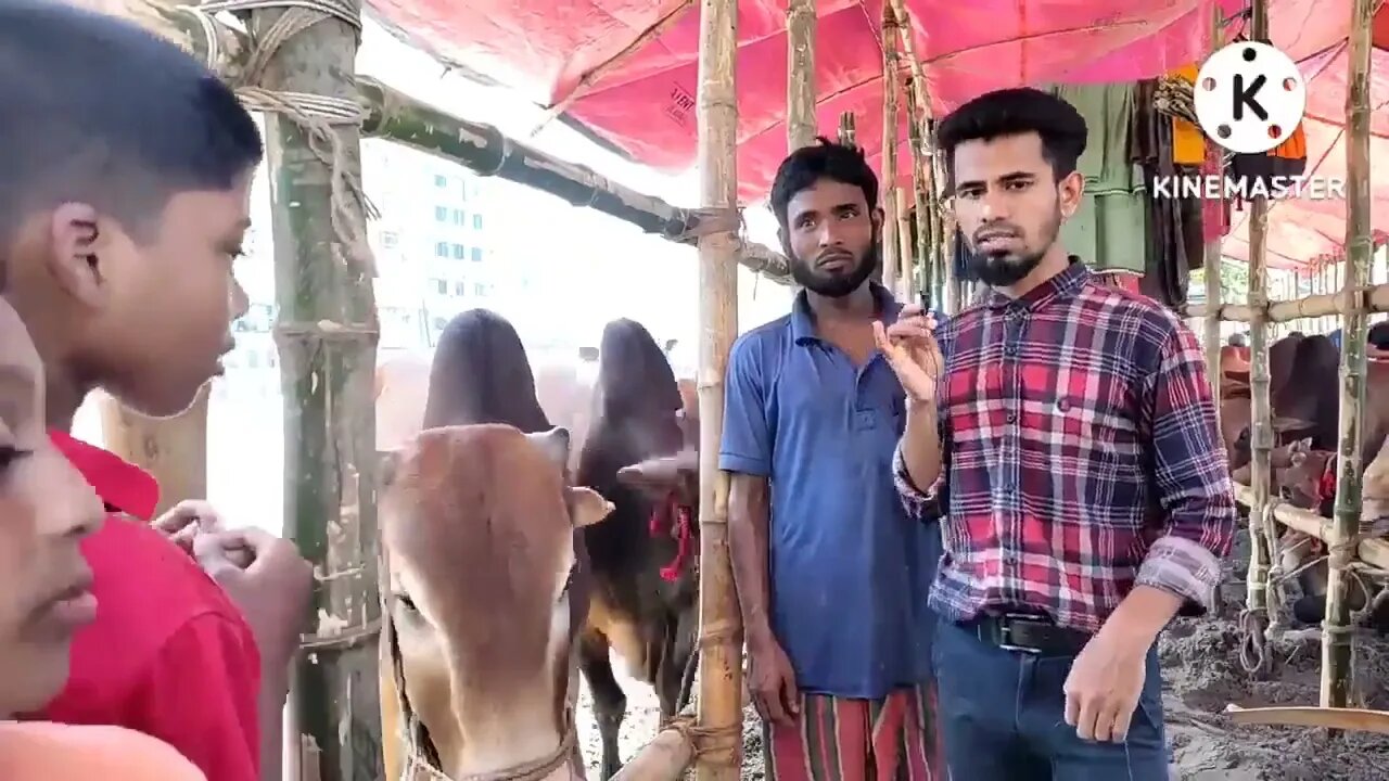 কোরবানির গরুর সাংবাদিকের একই হাল করলো || Korbanir Goru