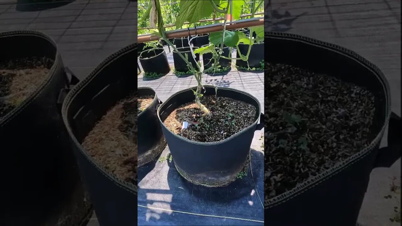 Consecutive Plantings in the Same Container