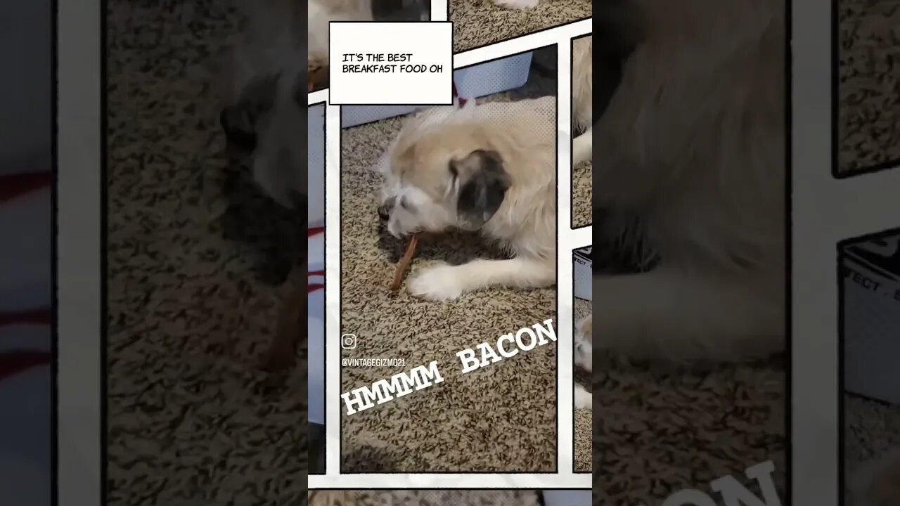 Gizmo loves bacon
