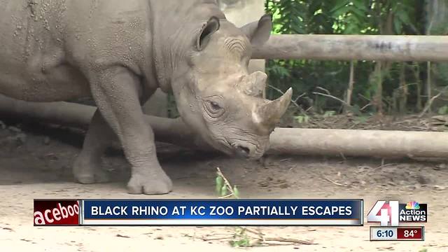 Kansas City Zoo rhino partially escapes