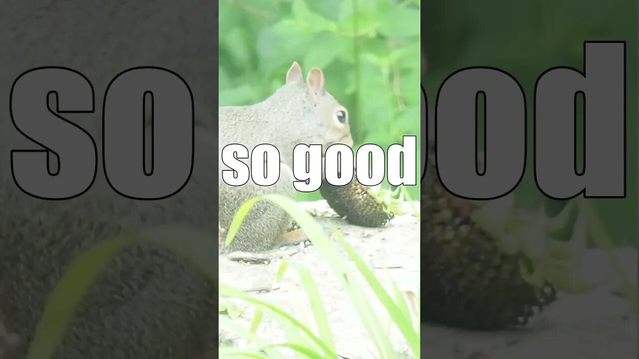 Squirrel Eating Sunflower