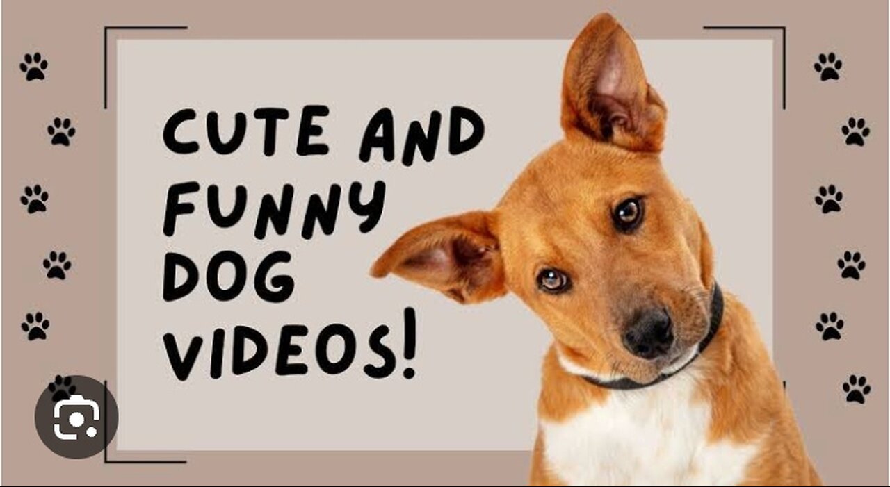 Dog funny videos