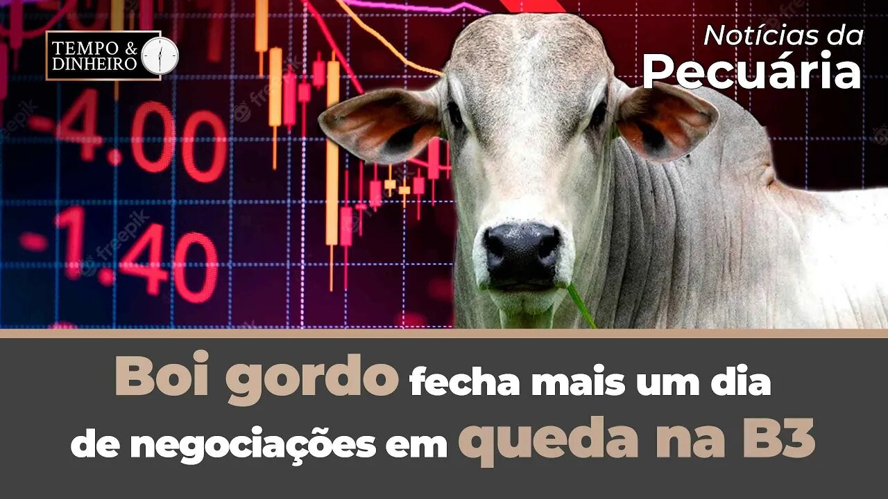 Boi gordo fecha mais um dia de negociações em queda na B3 e com desânimo no mercado fisico