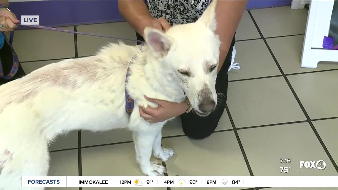 Pet of the Week: Glacier