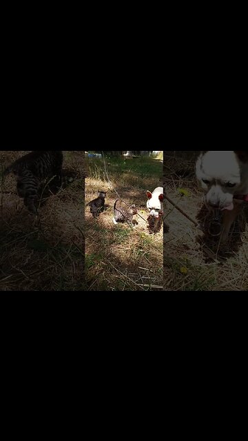 I am NOT Your Mamma Stop That!