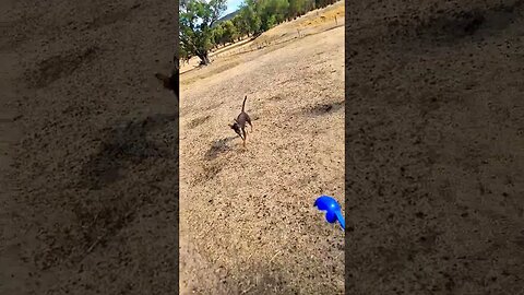 Dog Bowling