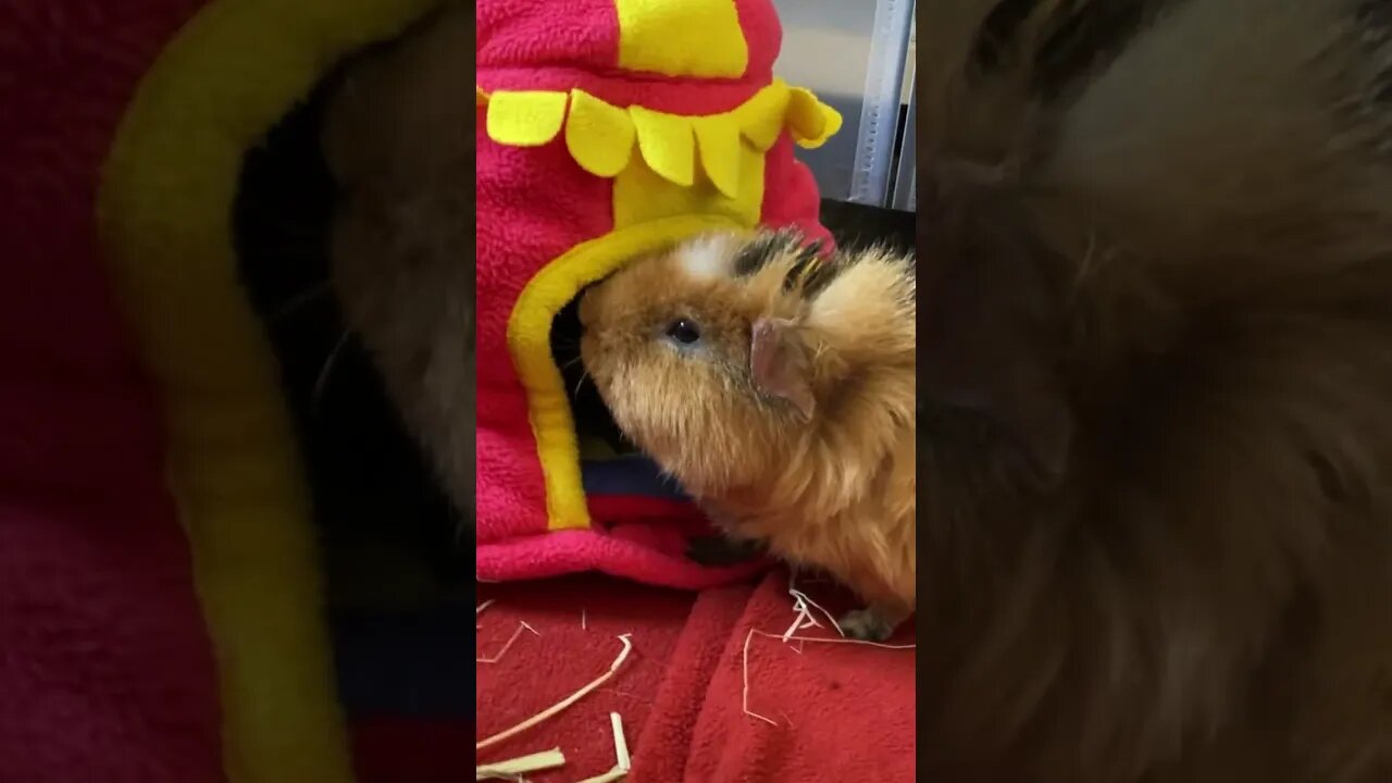 Guinea pigs fighting