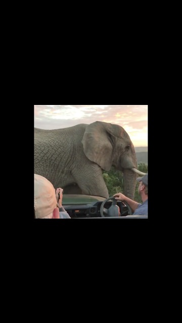 Can You Imagine Getting So Close To Such A Beautiful Creature?