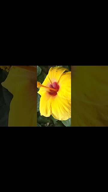 Spring in Philippines #spring #philippines #flower #gumamela