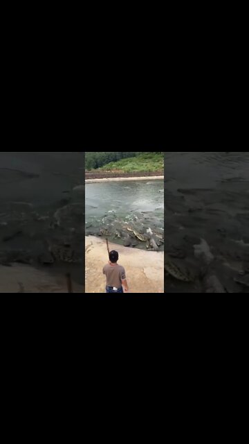 Funny Video of a guy feeding Alligator 🤣 #animals #shorts