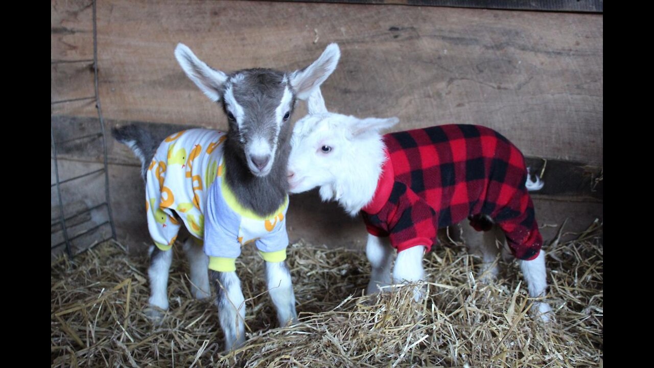 Small Amazing Goat Playing