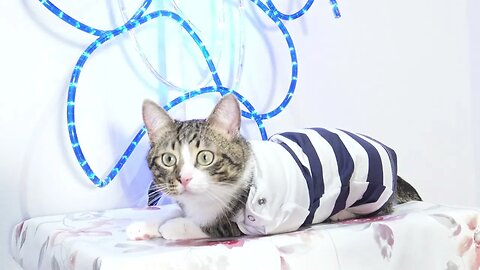 This Funny Cat Likes to Wear Clothing