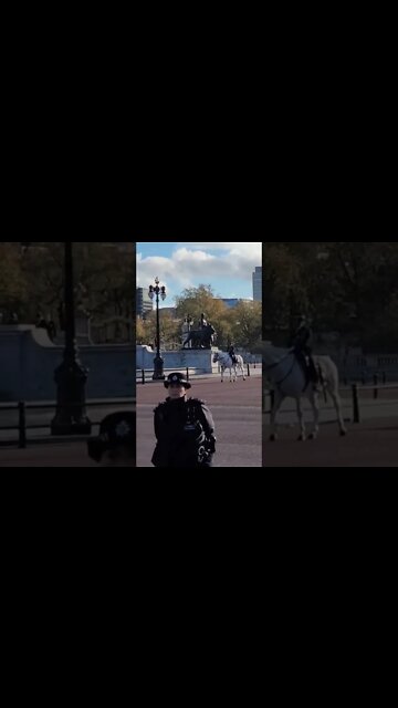 White police horse #buckinghampalace