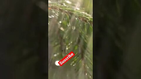 beautiful sound of rain #sound #viral #rainyday