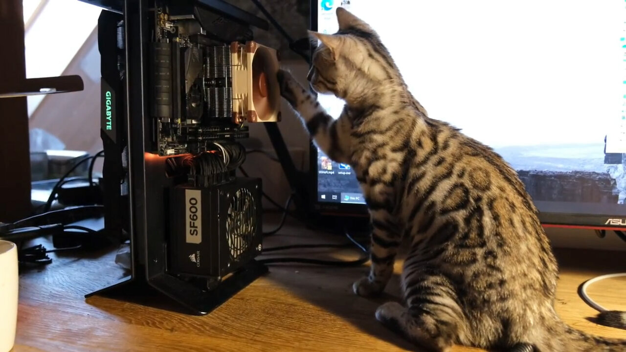 Cat vs CPU Cooler