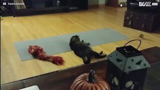 Gato e pássaro desenvolvem uma relação interessante