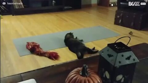Gato e pássaro desenvolvem uma relação interessante