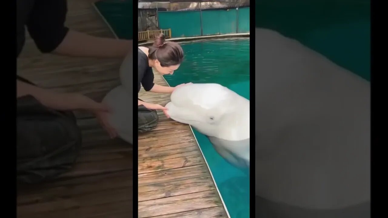 Chinese Girl Uses Mental Telepathy To Communicate With Beluga Whale