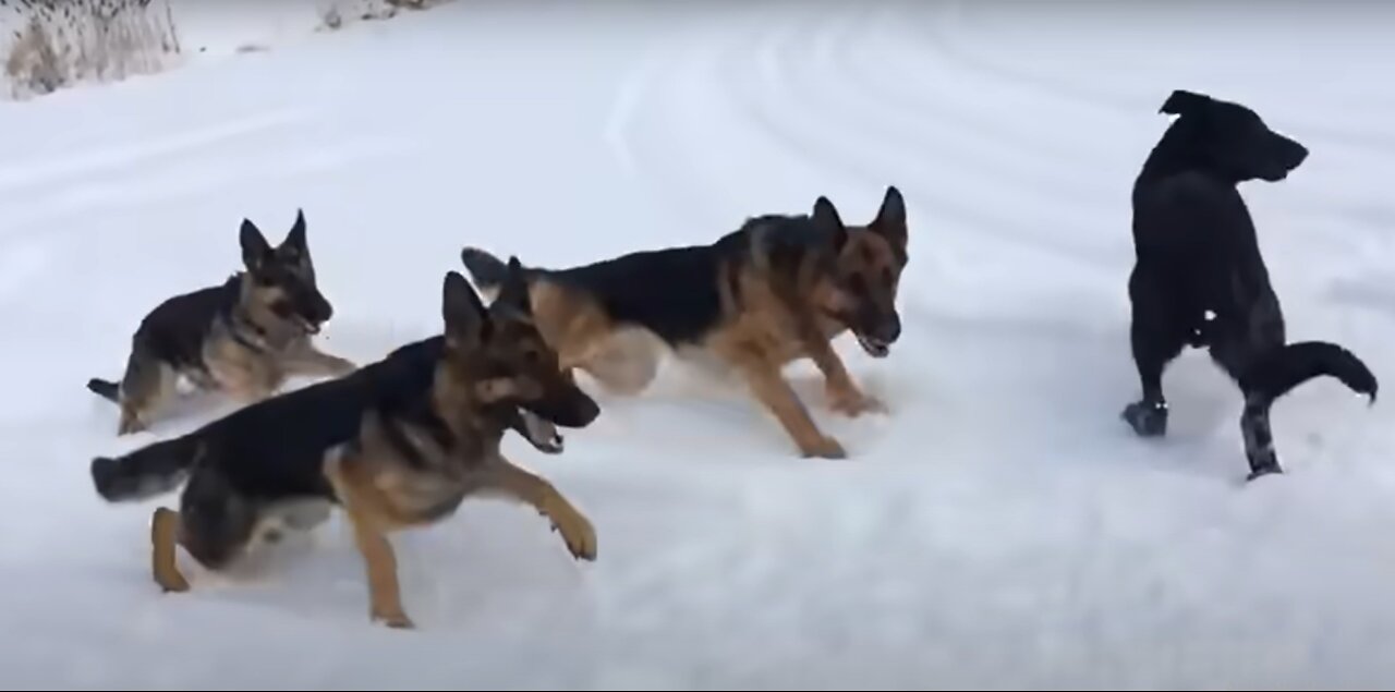Extreme Trained / Disciplined German Shepherd Dogs