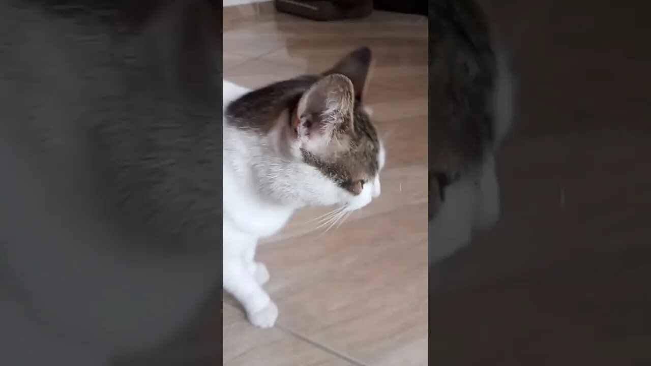 Luna e branquinha se cheirando.