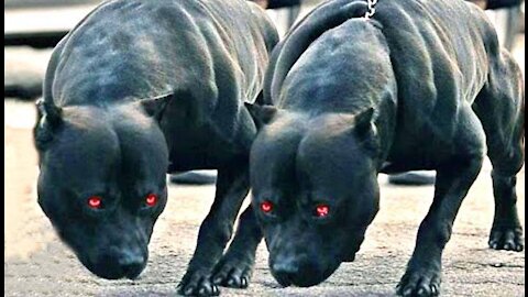 World most Dangerous dogs 👿