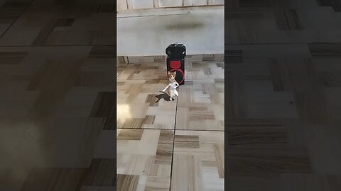 gatinho dançando