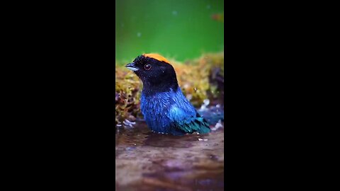 so beautiful blue bird enjoy in water