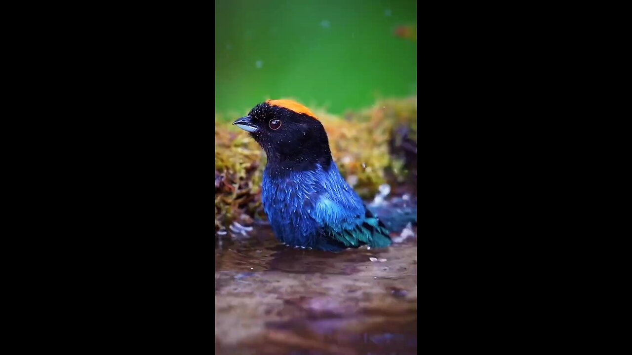 so beautiful blue bird enjoy in water