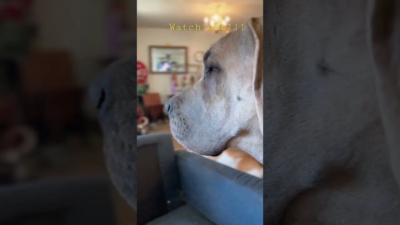 Great Dane/Bird! Who wins?!? #love #dog #dogs #happy #shortsvideo #like #amazing #viral #doglover