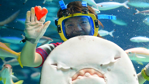 Japanese Aquarium Valentine's Day Celebrations 2015