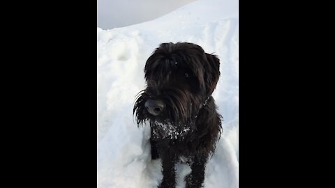 Standard Schnauzer Dog is not afraid of snow!