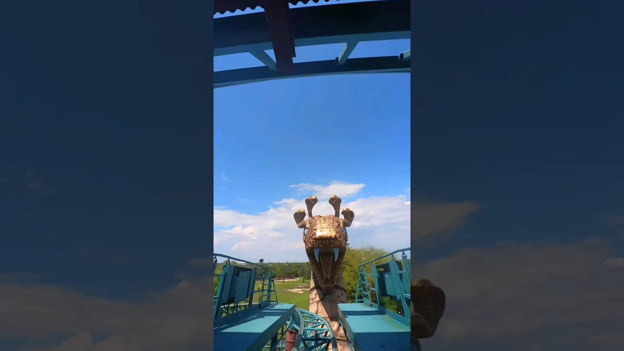 Cobra's Curse Really Took Me For A Spin...🤭