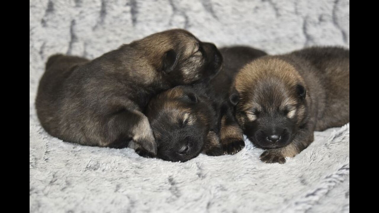 sleeping puppies