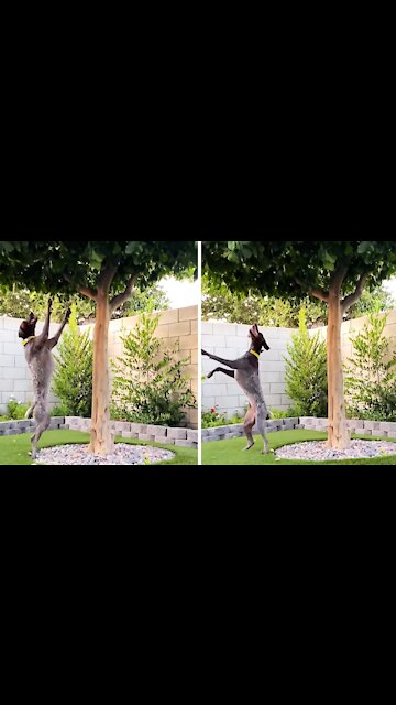 Dog chasing birds in tree appears to be dancing