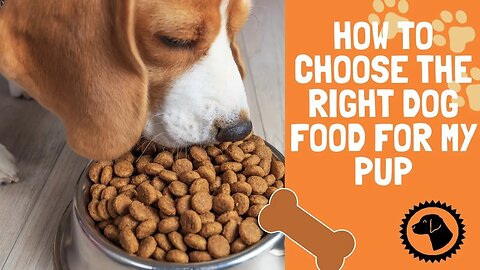 How to choose the right dog food for my pup | DOG PRODUCTS 🐶 #BrooklynsCorner