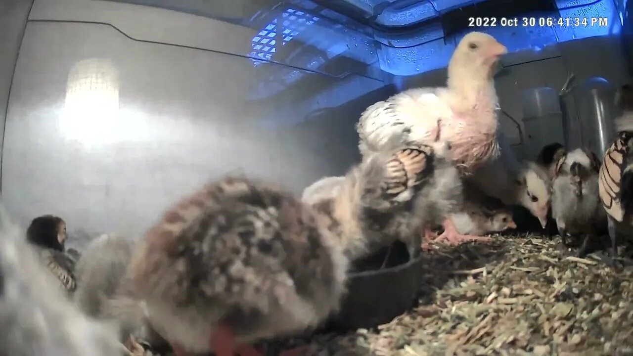 Guinea fowl keet hatchings, sebright chicks and two mixed breed chicks in brooder