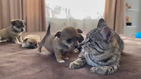 Funny_Cat_Reaction_to_Puppies_[Kitty_sees_them_for_the_First_Time]