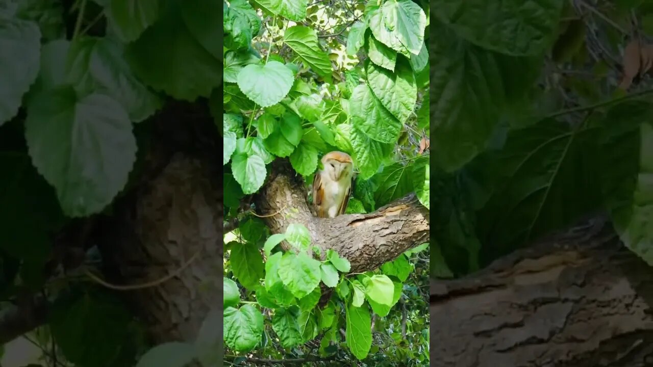 Barn Owl Sitting in a Tree! #barnowl #owls