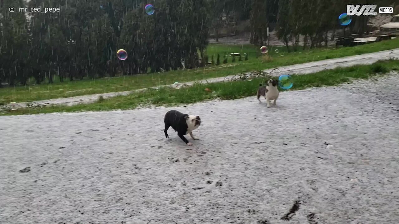 Hund sprænger sæbebobler i haglvejr