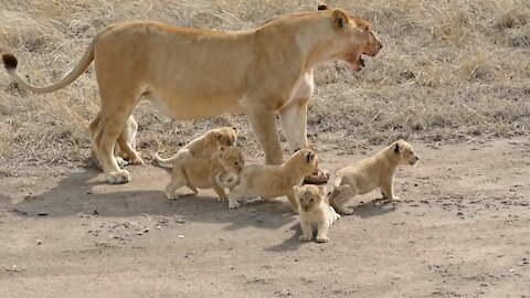 (ORIGINAL AUDIO) ADORABLE! SIX LION CUBS enjoy their first outdoor adventure