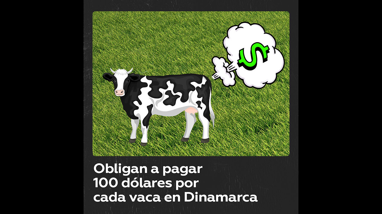 El primer impuesto del mundo sobre gas metano de las vacas