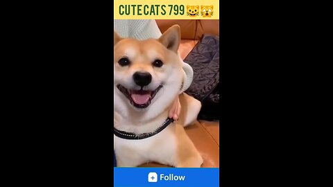 Funniest animals videos cats 🙀 and dogs 🐕 #shorts