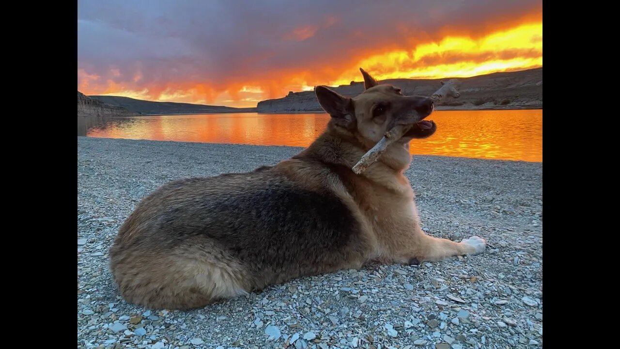 Scout's Last Camping Trip - Black Bear Included