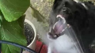 Ce chien se déchaîne pour attraper l'eau du tuyau d'arrosage