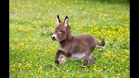 Cute Baby Donkeys Compilation