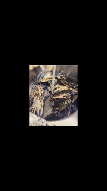 Live raw crabs | @chefgreenhawkins on IG 🦀 #shorts #crab #raw #live
